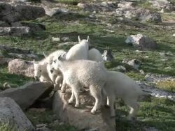 MS Shot of mountain goat kids jumping and playing on rock / Idaho Springs, Colorado, United States Stock Footage