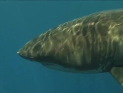 Medium Long Shot pan-left - A great white shark swims through sun-dappled water. Stock Footage