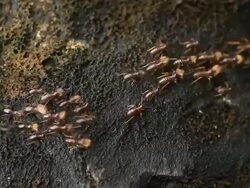 Termites Parade Stock Footage