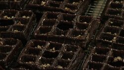Chicago has an answer to New York City's popular "cronut" pastry. It's the "wonut." This doughnut meets waffle creation is a sweet treat Chicago foodies say is better than NY's croissant meets doughnut. (May 22) News Clip