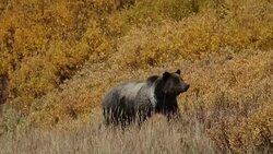 MS  shot of a male grizzly bear  (Ursus arctos horribilis) walking through a golden stand of willows toward the camera Stock Footage
