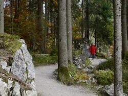 MS Woman walking through forest Zauberwald / Berchtesgaden, Bavaria, Germany Stock Footage