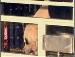 WRAP Panda cubs born in US, leave for China, preps for arrival, second panda News Clip