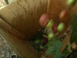 Cider making: scratting apples, UK Stock Footage