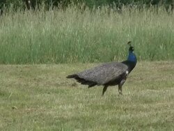 Peacock 4  1080/60i Stock Footage