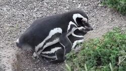Breeding season for penguins in Argentina is major tourist draw Instructional Video