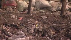 Rat Amongst Rubbish Piles and Plastic Washed Up Ashore News Clip