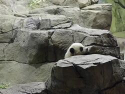 Panda Cub Bao Bao Makes Her Debut At Washington's National Zoo Stock Footage