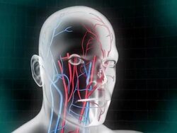Human head vascular system Stock Footage