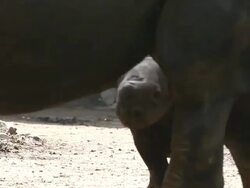 Chicago's Lincoln Park Zoo Host Preview Of Baby Rhinoceros Stock Footage