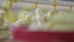 Baby chicken at the farm drinking water Stock Footage