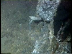 Black smokers. Stock Footage