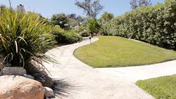 Poodle running in slow motion Stock Footage