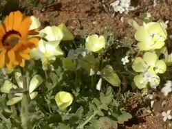 WS View of Single Namaqualand arctotis and several yellow flowers from Oxalis family / Namaqualand, Northern Cape, South Africa Stock Footage