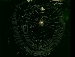 MS time lapse Garden Spider, Araneus diadematus, spins orb web Stock Footage