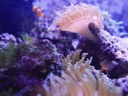 Underwater Stock Footage