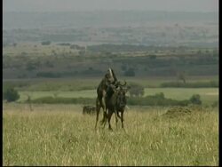 Pair of Wildebeests mating in Savannah, male chases away other Wildebeest, MS, Kenya Stock Footage