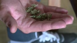 VOICED : Uruguay legaliza la marihuana News Clip
