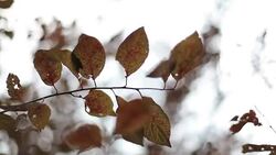 Autumn leaves blowing Stock Footage
