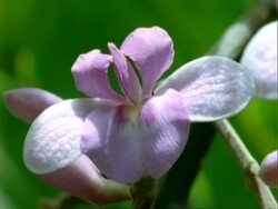Flower, CU pink flower.  Panama. Stock Footage
