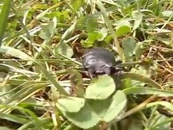 Stag-Beetle Stock Footage