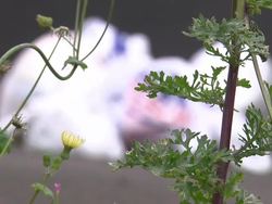 Plastic Bags Litter Stockshots News Clip