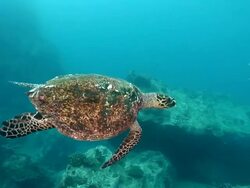 MS TS Shot of Hawksbill turtle swimming with algae covering shell / Mahe, Seychelles Stock Footage
