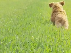 HD SLOW-MOTION: Dog Running For A Stick Stock Footage