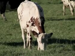 cow eat Stock Footage