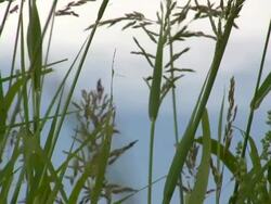 HD 1080i Grass blowing in West Texas Breeze 3 Stock Footage