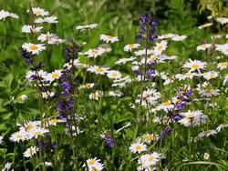 MS Shot of flowery meadow with marguerite, Chrysanthemum / Losheim, Saarland, Germany Stock Footage