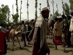 Man pulling camel by mouth at camel fair Stock Footage