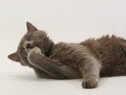 Grey angora domestic cat licking its paw against white background Stock Footage