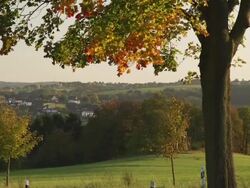 CRANE UP: Solitary Tree Fall Stock Footage
