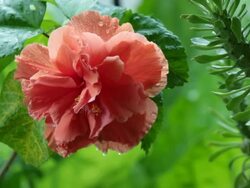 Hibiscus. Stock Footage