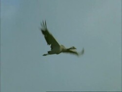 European Crane (Grus grus) in flight, north-east Extremadura in Dehesa, Spain Stock Footage