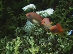 Anthias (subfamily Anthiinae) sheltering Stock Footage