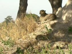 MS Shot of cheetah resting in shade at base of termite mound / Okavango Delta, North-West District, Botswana Stock Footage
