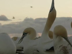 MS Shot of Cape gannets stretching and preening on island at sunset / Namaqualand, Northern Cape, South Africa Stock Footage