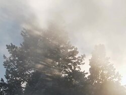 MS Mist moving in front of conifer trees / Yellowstone National Park, Wyoming, United States   Stock Footage
