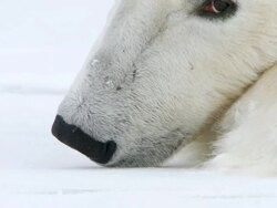 CU PAN Polar bear sleeping on snowy landscap / Churchill, Manitoba, Canada Stock Footage