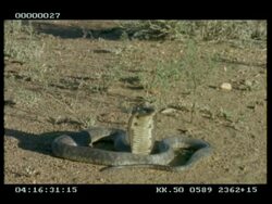 MS Snouted cobra (aka Egyptian cobra) extending & relaxing its hood Stock Footage