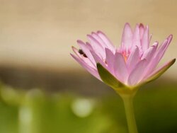 HD:lotus Stock Footage