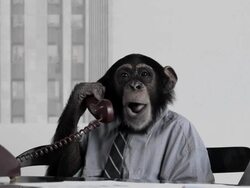 Monkey Business office Stock Footage