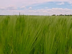 SLO MO Green barley ears Stock Footage