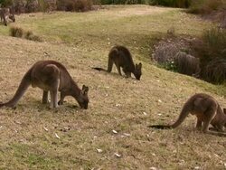 Grazing Kangaroos Stock Footage