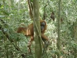 MS Orang utan hanging in tree / Bukit Lawang, North Sumatra, Indonesia Stock Footage