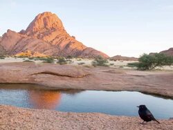 WS DS Starling At The Spitzkoppe Stock Footage