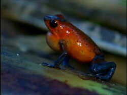 MCU Profile of Strawberry Poison-Dart Frog (Dendrobates pumilio) calling, Costa Rica Stock Footage