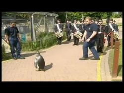 Penguin Gets Military Promotion at Zoo News Clip